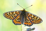 Goldener Scheckenfalter Euphydryas aurinia (2015-02-10)