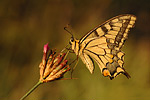 Schwalbenschwanz Papilio machaon