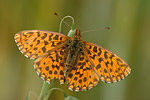 Magerrasen-Perlmutter Clossiana Boloria dia