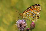 Großer Perlmutterfalter Argynnis aglaja