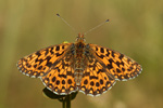 Magerrasen-Perlmutter Clossiana Boloria dia