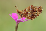 Magerrasen-Perlmutter Clossiana Boloria dia