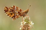 Magerrasen-Perlmutter Clossiana Boloria dia