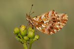 Magerrasen-Perlmutter Clossiana Boloria dia