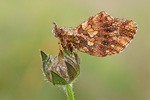 Magerrasen-Perlmutter Clossiana Boloria dia