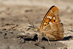 Kleiner Schillerfalter Apatura ilia