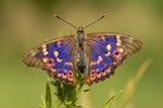 Kleiner Schillerfalter Apatura ilia