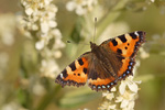 Kleiner Fuchs Aglais urticae