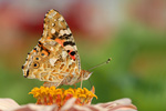 Distelfalter Vanessa cardui