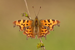 C-Falter Polygonia c-album