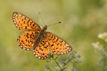 Braunfleckiger Perlmutterfalter Boloria selene