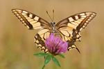 Schwalbenschwanz Papilio machaon