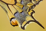 Schwalbenschwanz Papilio machaon