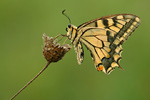 Schwalbenschwanz Papilio machaon