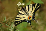 Segelfalter Iphiclides podalirius