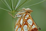 Kleiner Perlmutterfalter Issoria lathonia