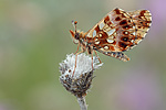 Magerrasen-Perlmutter Clossiana Boloria dia