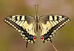 Schwalbenschwanz Papilio machaon