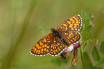 Wachtelweizen-Scheckenfalter Melitaea athalia