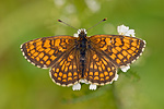 Wachtelweizen-Scheckenfalter Melitaea athalia