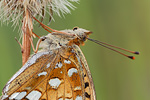 Feuriger Perlmutterfalter Argynnis adippe