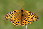 Feuriger Perlmutterfalter Argynnis adippe