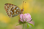 Großer Perlmutterfalter Argynnis aglaja