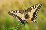 Schwalbenschwanz Papilio machaon