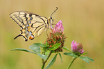 Schwalbenschwanz Papilio machaon