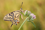 Schwalbenschwanz Papilio machaon