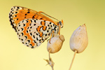 Roter Scheckenfalter Melitaea didyma