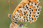 Roter Scheckenfalter Melitaea didyma dalmatina