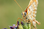 Roter Scheckenfalter Melitaea didyma dalmatina