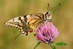 Schwalbenschwanz Papilio machaon