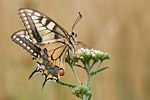 Schwalbenschwanz Papilio machaon