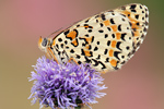 Roter Scheckenfalter Melitaea didyma