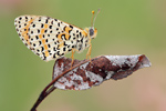 Roter Scheckenfalter Melitaea didyma