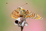 Roter Scheckenfalter Melitaea didyma