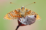 Roter Scheckenfalter Melitaea didyma