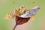 Roter Scheckenfalter Melitaea didyma