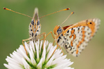 Roter Scheckenfalter Melitaea didyma