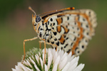 Roter Scheckenfalter Melitaea didyma