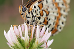 Roter Scheckenfalter Melitaea didyma