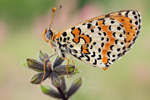 Roter Scheckenfalter Melitaea didyma