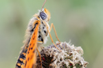 Roter Scheckenfalter Melitaea didyma