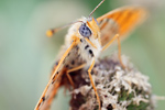 Roter Scheckenfalter Melitaea didyma