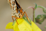 Roter Scheckenfalter Melitaea didyma