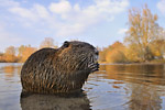 Nutria Myocastor coypus