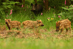 Wildschwein / Frischlinge Sus scrofa