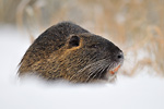 Nutria Myocastor coypus